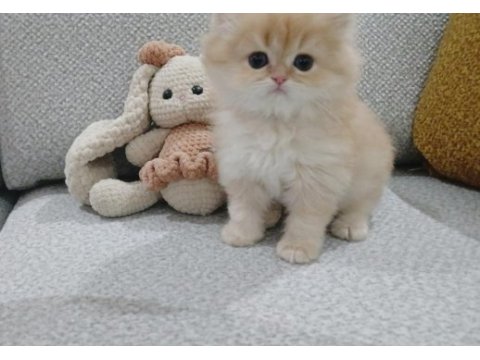 Golden british longhair erkek safkan yavrum