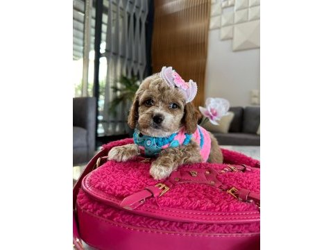 Çok uygun toy poodle acil ilk gelen alır