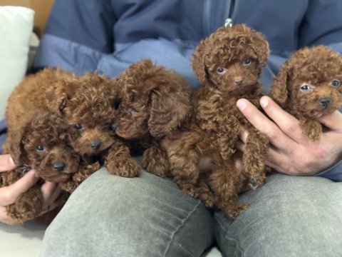 Petmode köpek çiftliğinden ziyarete açık toy poodle