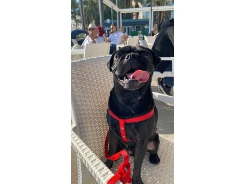 Saf orjinal pug