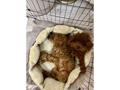 Teacup poodle 1.5 kg 7 aylık erkek aşıları tam