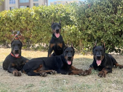 Üst düzey european doberman yavrular