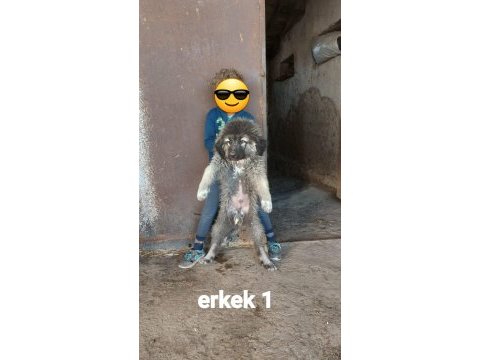 Safkan ırk garantili kafkas çoban yavruları