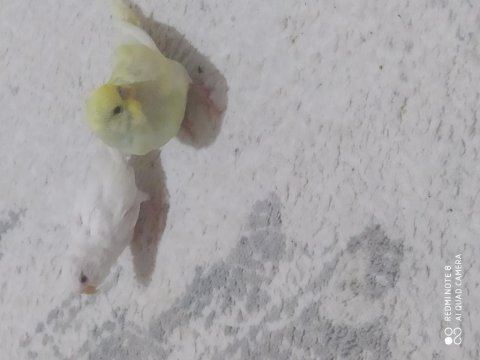 2 tane muhabbet kuşu yavru