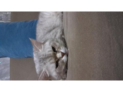 Uygun british shorthair 13 aylık