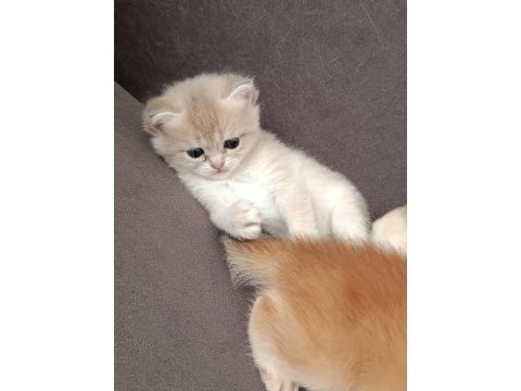 Ucretli british yavru kedi