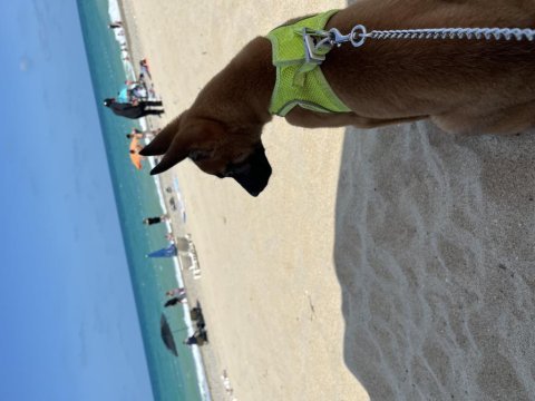 3 aylık erkek belçika kurdu maliniois