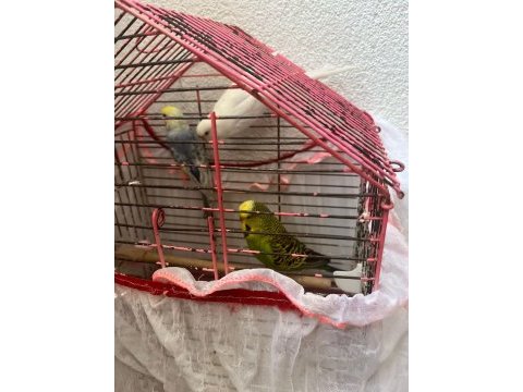 2 dişi ve 1 erkek muhabbet kuşu