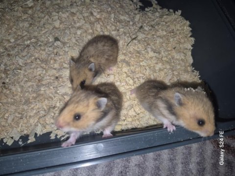 4 haftalık suriye yavru hamsterlar