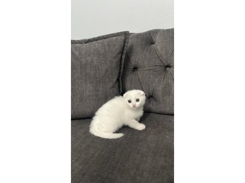 Karbeyaz dişi scottish fold