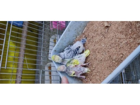Üretimhaneden muhabbet kuşu yavruları