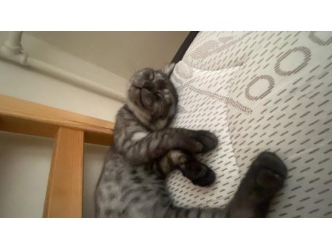 British shorthair black smoke yuva arıyor