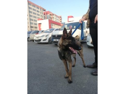 Belçika kurdu damızlık