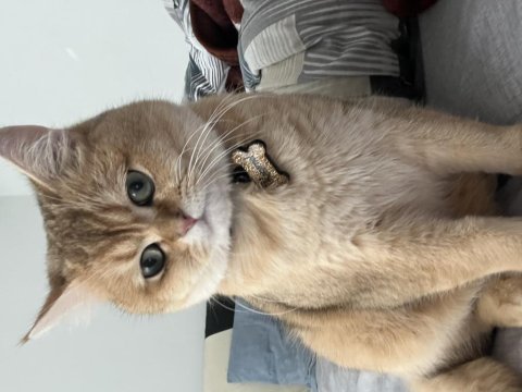 11 aylık erkek golden british shorthair