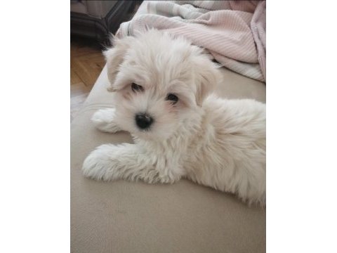 Bugüne özel tatlı maltipoo yavrumuz