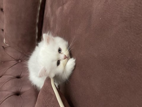 2 aylık chinchilla oğlum