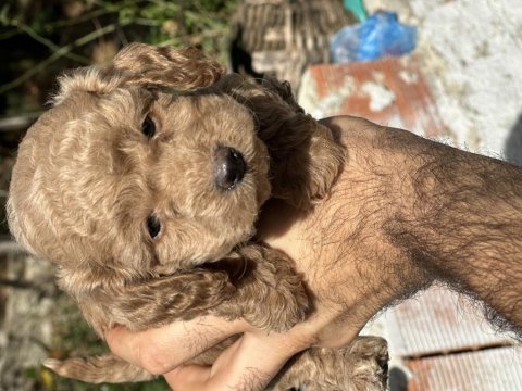 Tüy dökmez koku yapmaz poodle bebekler hazır