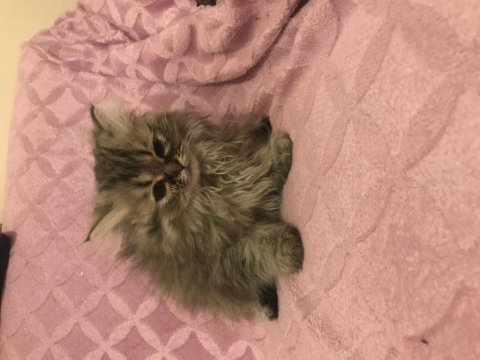 British longhair bebeğim yeni yuvası için hazır