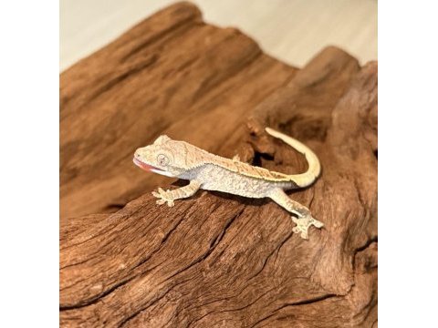 Crested geckolar
