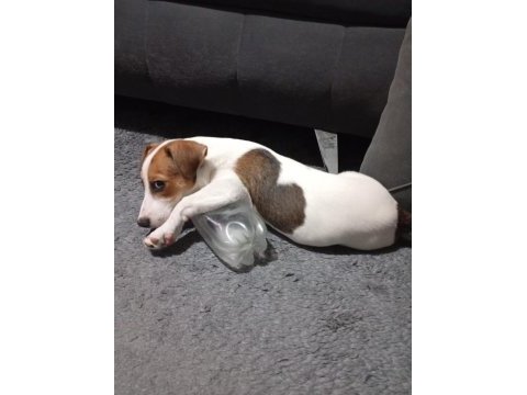 Linda isimli köpeğimiz