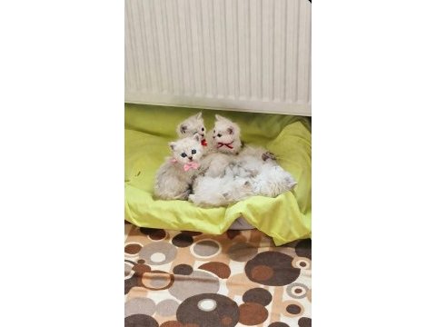 Bıcıklara yeni yuva kedilerimize