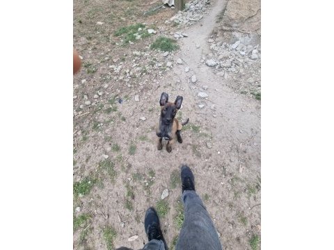 Anne altından rezerve belçika kurdu yavrular