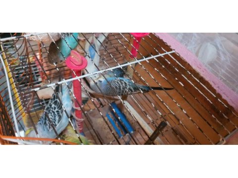 Yetişkin harika kuşlar eşe atılabilir