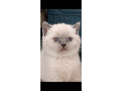 British shorthair blue point erkek yavrumuz