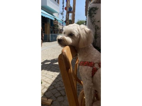 Çiftleştirme maltipoo