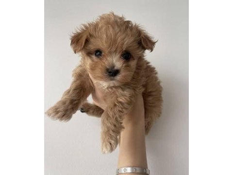 Ev üretimi gerçek teacup maltipoo