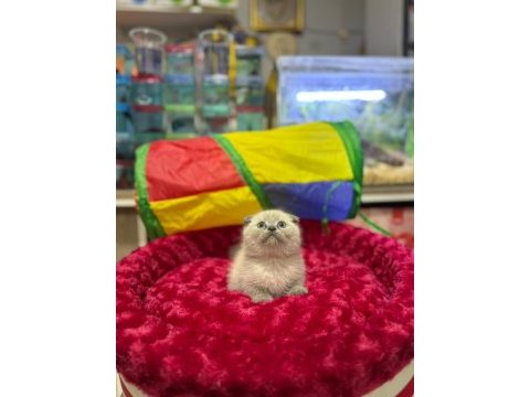 Dişi ve erkek ayıcık surat scottish fold bebekler