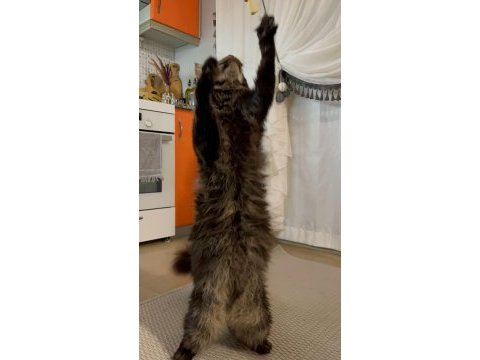 Scr li ve üretim izinli dev main coon bebekler