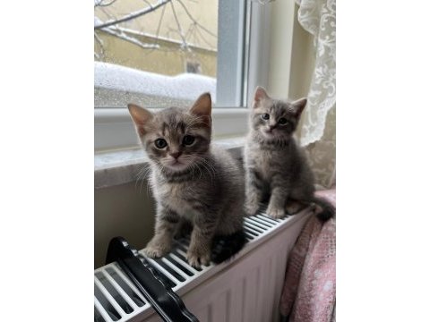 British shorthair yavrularımıza sıcak yuva arıyoruz