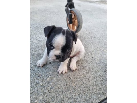 Üç adet standart french bulldog prensesler