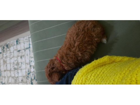 Maltipoo köpeğimi veriyorum daha yeni aldık