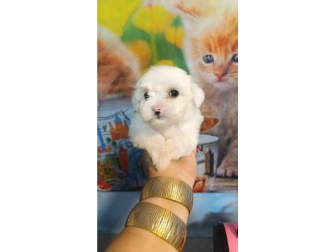 Yavru maltese köpekler