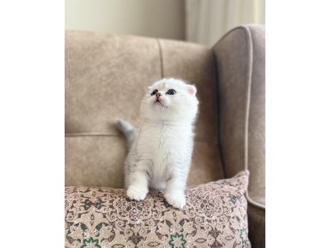 Full şecereli anne babanın premıum scottish fold bebeği