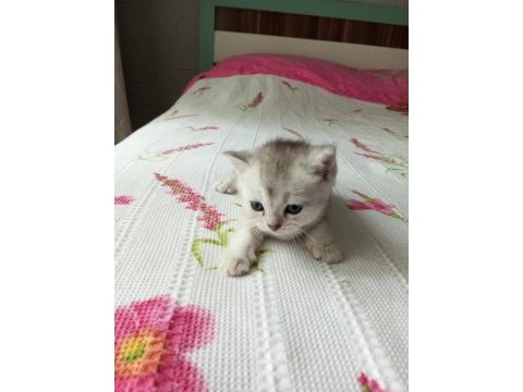 Ücretli sahiplendirilecek british shorthair
