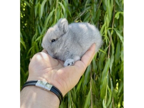 Hollanda cüce tavşanlar netherland dwarf