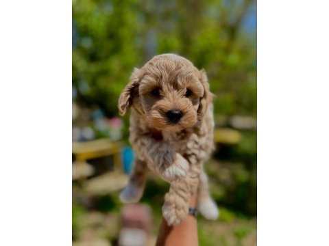 Mini boy üst kalite maltipoo yavrularımız teslime hazır