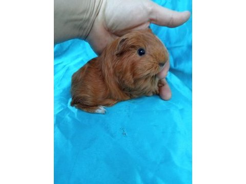 Sheltie ginepig yavrularımızı görmeden karar vermeyin