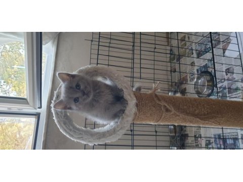 Scottish fold ve britsh shorthair yavrular
