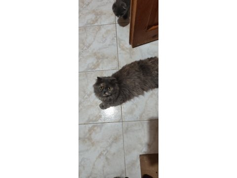 Anne ve yavruları kediler