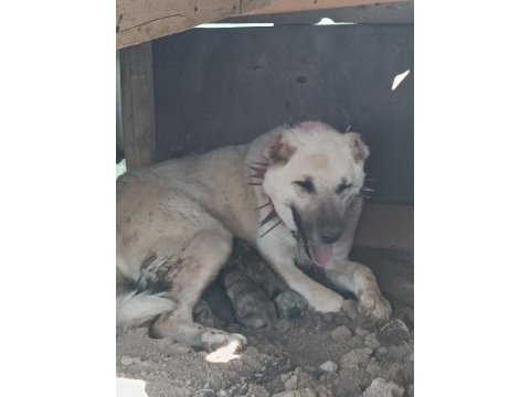 Yavru kangallar yeni doğum