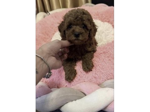 Toy poodle köpeğimiz