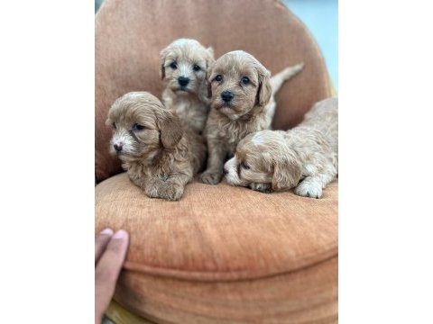 Maltipoo bebekler yeni yuvalarını arıyor