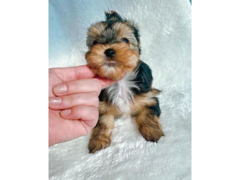Petmode köpek çiftliğinden tea cup morki yavrularımız