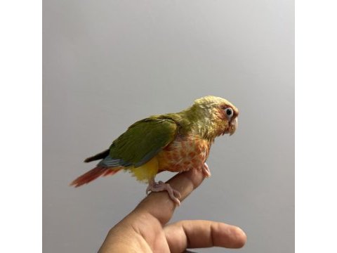 Mutasyon bebek pıneapple konur