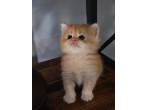 Show kalite ny12 british longhair