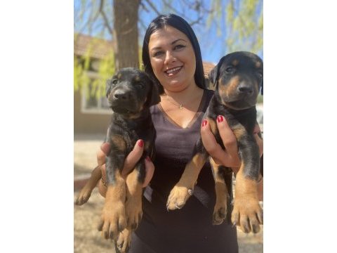 King doberman yavrularım